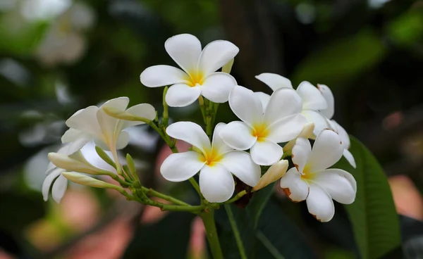 Frangipani — Zdjęcie stockowe