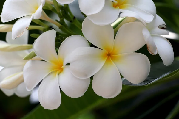 Gele plumeria, Leelawadee bloemen — Stockfoto
