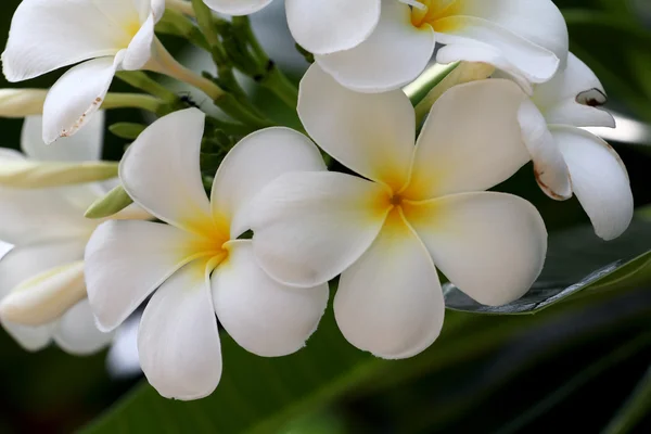 Plumeria amarela, flores de Leelawadee — Fotografia de Stock