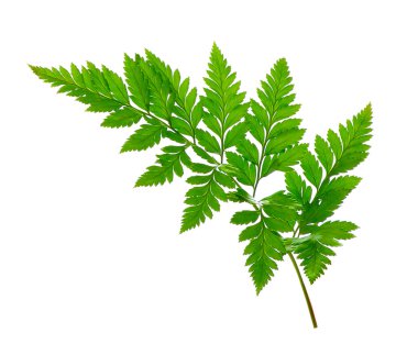 Beyaz arkaplanda yeşil eğreltiotu yaprağı izole