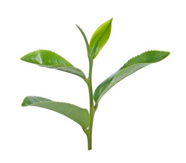Beyaz arkaplanda yeşil çay yaprağı izole