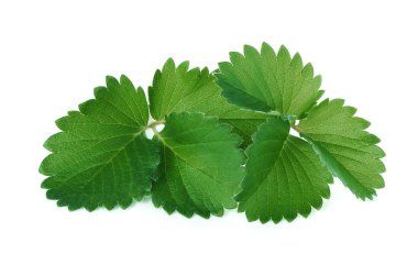 Çilek yeşil bırakın izole üzerinde beyaz