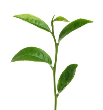 Beyaz arkaplanda yeşil çay yaprağı izole