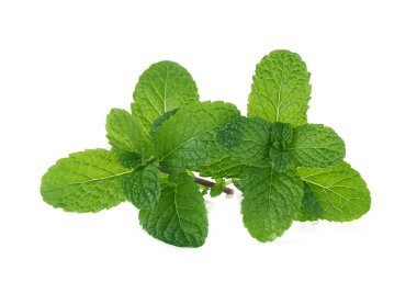 Beyaz arkaplanda izole edilmiş taze nane.
