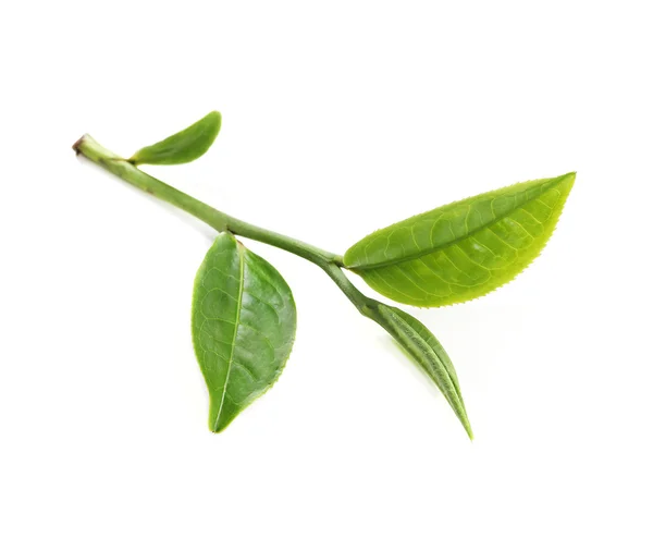 Beyaz arkaplanda yeşil çay yaprağı izole