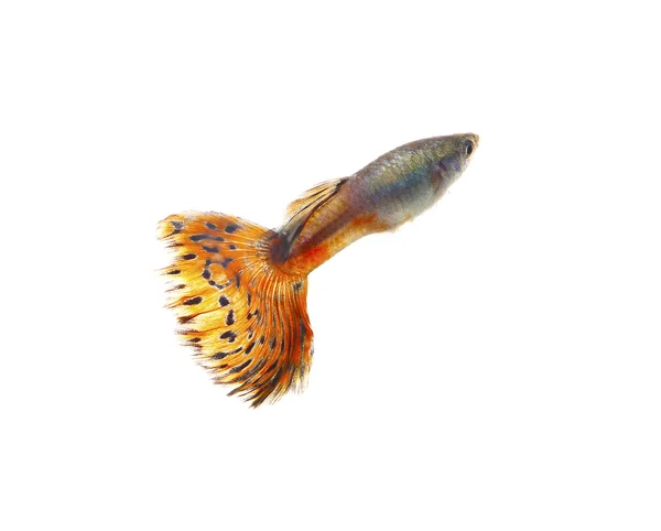 Beyaz arka plan üzerinde izole guppy balık