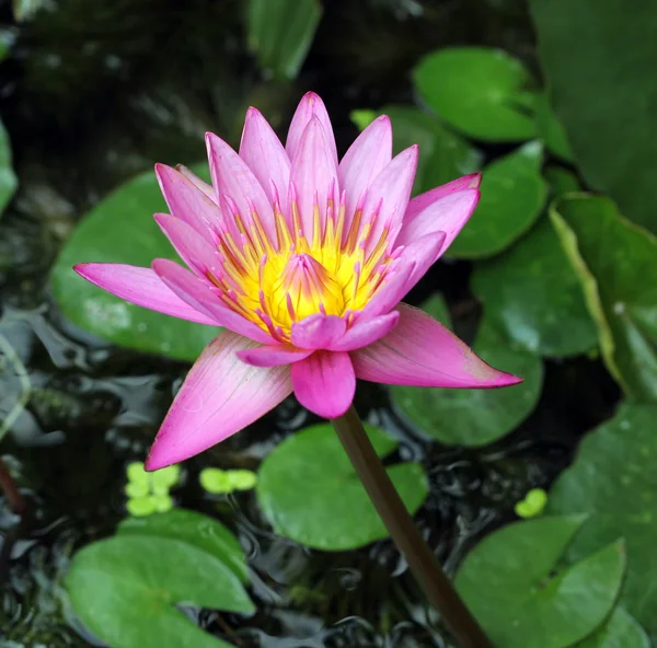 Lotus çiçeği.