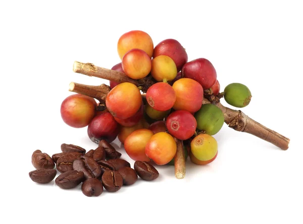 beyaz izole taze ve kavrulmuş kahve çekirdekleri