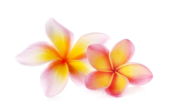 Flores frangipani (plumeria) aisladas sobre blanco — Foto de Stock