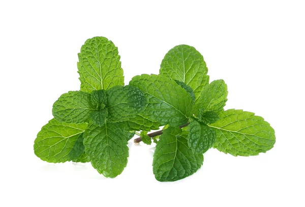 Beyaz arkaplanda izole edilmiş taze nane.