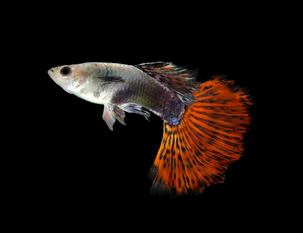 Hermoso Guppy aislado sobre fondo negro — Foto de Stock