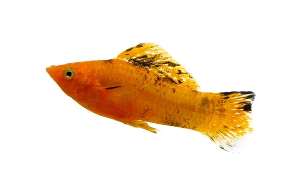 Beyaz arka plan üzerinde izole Molly balık