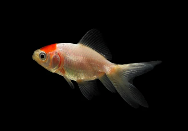 Pesce d'oro isolato sullo sfondo posteriore — Foto Stock