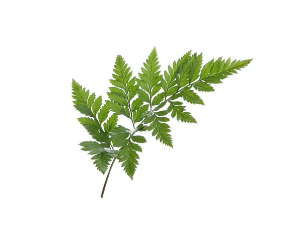 Beyaz arkaplanda yeşil eğreltiotu yaprağı izole