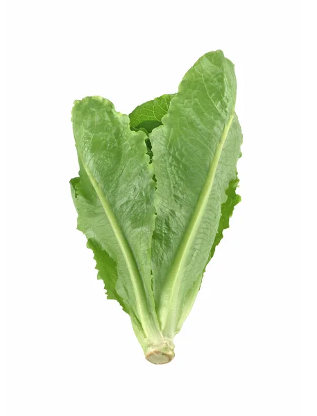 Cos Lettuce, Romaine Lettuce isolated on white — Stock Photo, Image