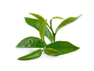 Beyaz arkaplanda yeşil çay yaprağı izole