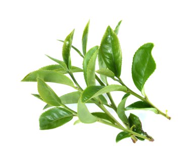 Beyaz arkaplanda yeşil çay yaprağı izole