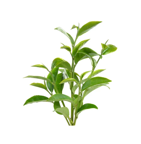 Beyaz arkaplanda yeşil çay yaprağı izole