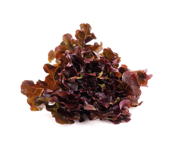 Red lettuce, Red oak leaf on a white background
