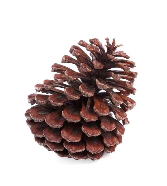 Brown pine cone isolated on white background — Stock Photo, Image