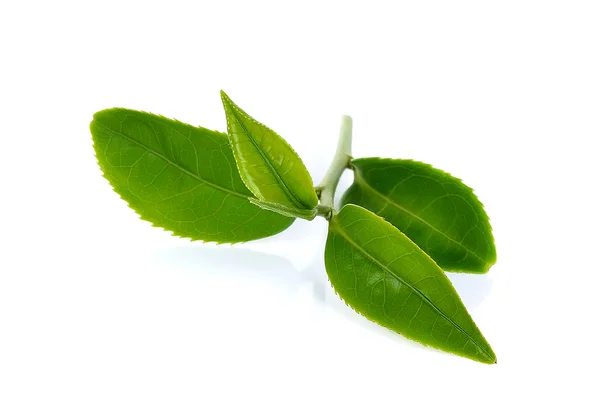 Green tea leaf isolated on white background Royalty Free Stock Images