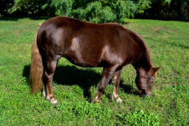 Sıcak bir yaz gününde gün ışığıyla aydınlatılan çimen yiyen güzel bir atın portresi. Çiftlikteki çiftlik hayvanlarını besliyorum. Yüksek kalite fotoğraf