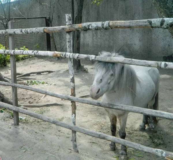 Das Pferd hinter dem Zaun langweilt sich mitten im Frühherbst — Stockfoto