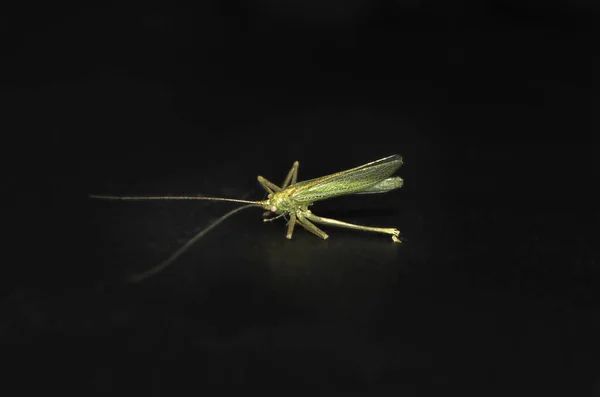 검은 배경에 있는 메뚜기 매크로 사진 — 스톡 사진