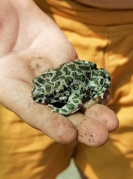 An earthen toad on a childs hand human hand in a glove holds an earthen toad