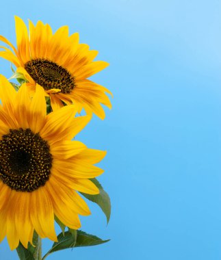 Mavi arka planda parlak ayçiçekleri olan kompozisyon. Ön görünüm.