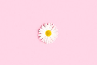 Pembe arka planda kasımpatı çiçeği. Düz yatıyordu.