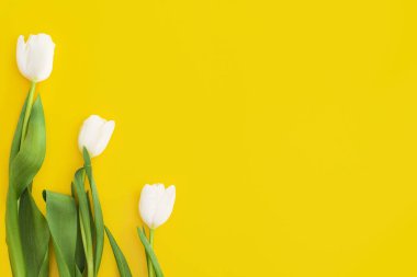 Sarı arka planda beyaz laleler. Anneler Günü, Sevgililer Günü, doğum günü kutlaması konsepti. Bahar çiçekleri uzayı kopyalar Üst görünüm. 