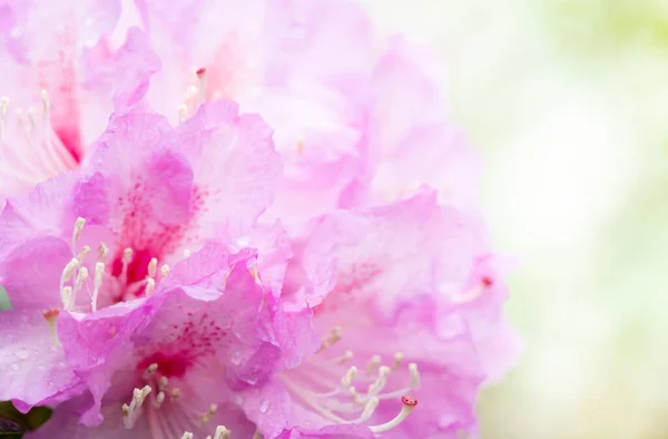 Ροζ Ροδόδεντρο Όμορφο Ροζ Λουλούδι Φωτογραφία Αρχείου