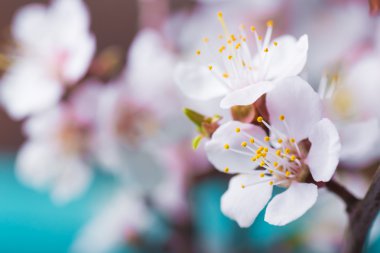 Bahar çiçeği çiçek mavi ahşap arka plan üzerine kayısı