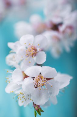 Bahar çiçeği çiçek mavi ahşap arka plan üzerine kayısı