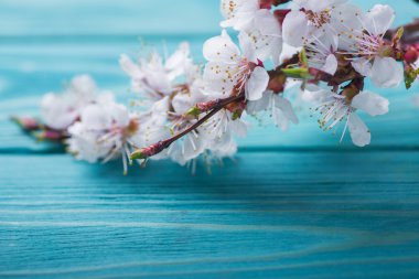 Bahar çiçeği çiçek mavi ahşap arka plan üzerine kayısı