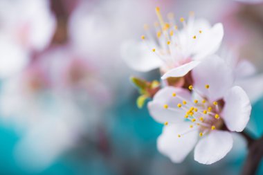 Bahar çiçeği çiçek mavi ahşap arka plan üzerine kayısı