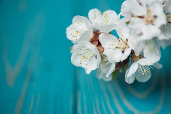 Tavaszi virág virágok sárgabarack, kék fa háttér — Stock Fotó