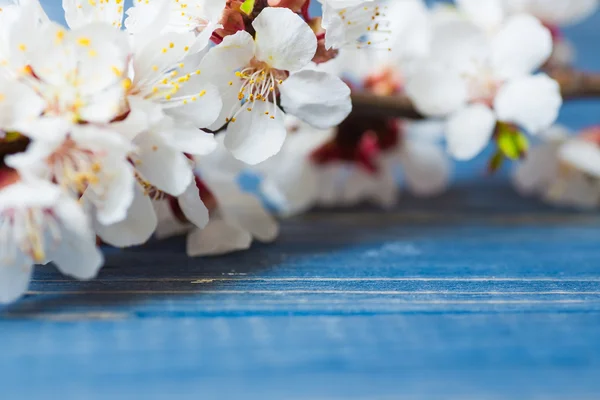 Spring blossom flowers apricot on blue wooden background — Stock Photo, Image