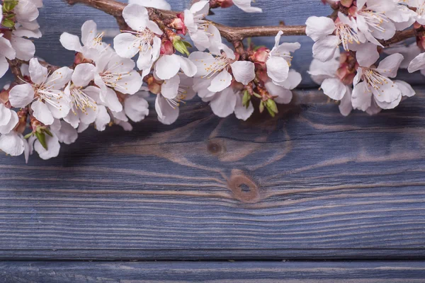 Spring blossom flowers apricot on blue wooden background — Stock Photo, Image