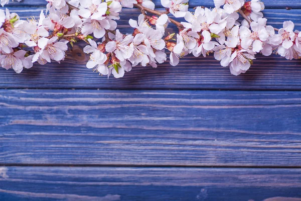 Bahar çiçeği çiçek mavi ahşap arka plan üzerine kayısı — Stok fotoğraf
