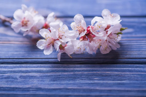 Spring blossom flowers apricot on blue wooden background — Stock Photo, Image