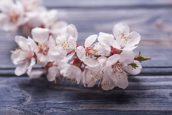 Wiosenne kwiaty kwitnąć morela na niebieskim tle drewniane — Zdjęcie stockowe
