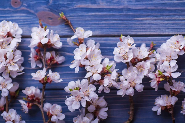 Spring blossom flowers apricot on blue wooden background — Stock Photo, Image