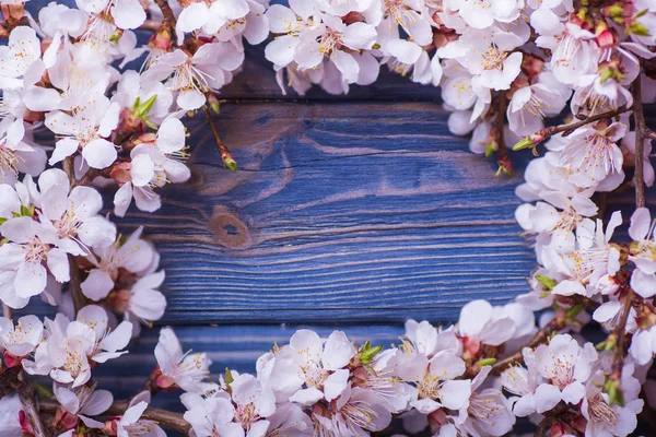 Spring blossom flowers apricot on blue wooden background — Stock Photo, Image