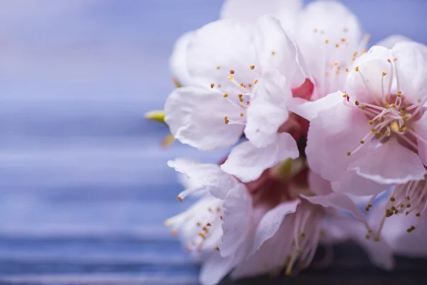 Bahar çiçeği çiçek mavi ahşap arka plan üzerine kayısı — Stok fotoğraf