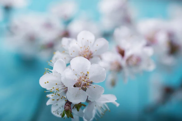 春天盛开的花杏在蓝色木背景 — 图库照片