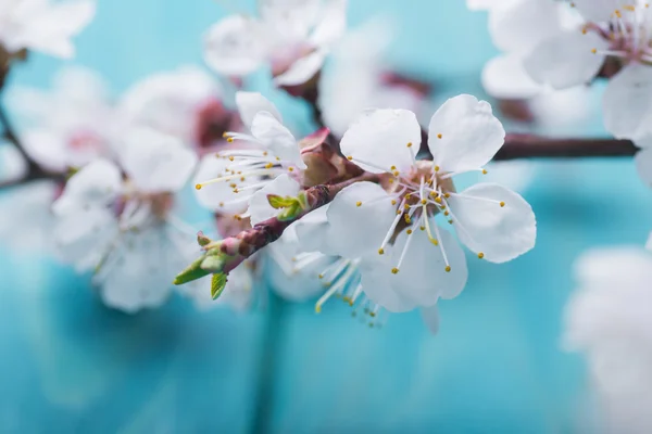 Spring blossom flowers apricot on blue wooden background — Stock Photo, Image