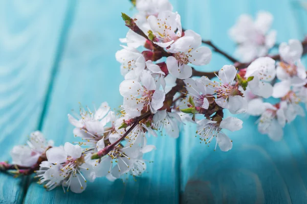 Spring blossom flowers apricot on blue wooden background — Stock Photo, Image