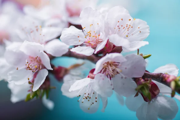 Wiosenne kwiaty kwitnąć morela na niebieskim tle drewniane — Zdjęcie stockowe